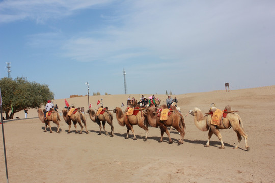 骆驼队