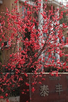 小区桃花
