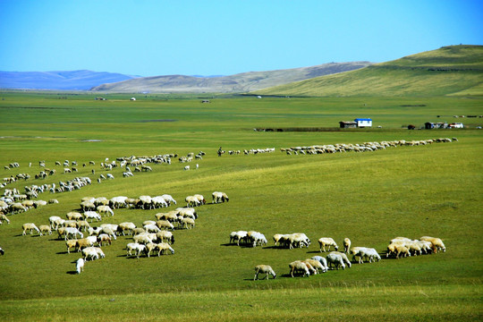 草原蒙古包牧场羊群