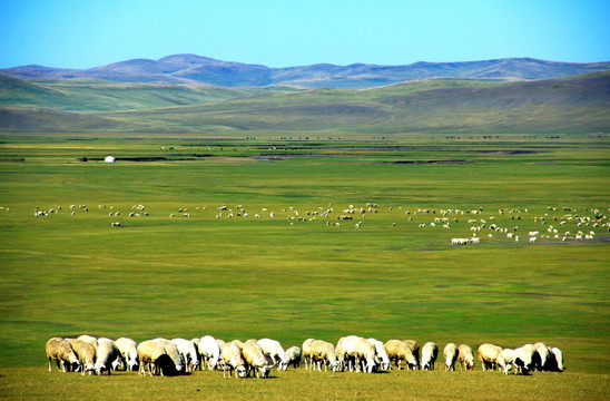 草原羊群牧场蒙古包