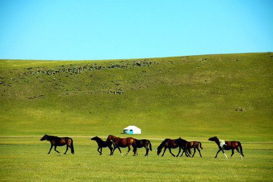 草原牧场上奔跑的马群