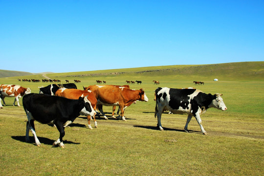 秋季草原上的牛群