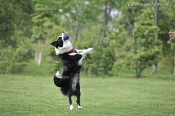 边境牧羊犬