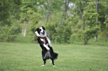 边境牧羊犬