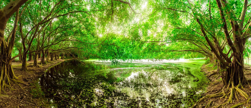 阳光森林池塘