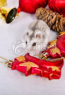 圣诞仓鼠