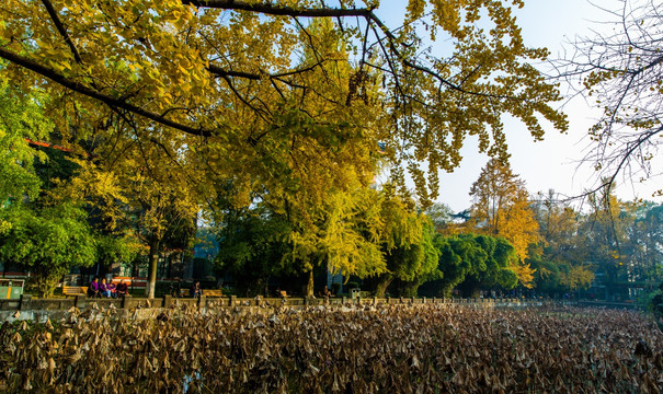 四川大学