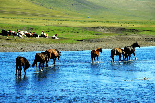 夏季草原河流中的马群