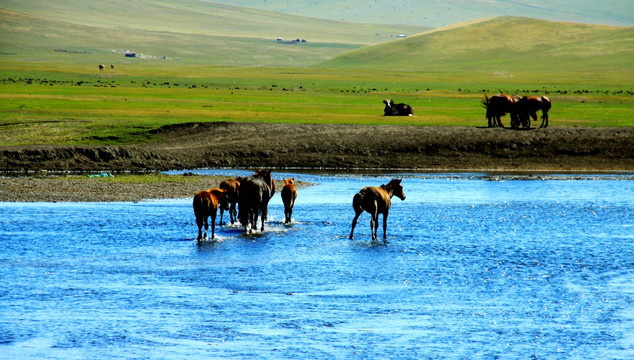 夏季草原河流中的马群