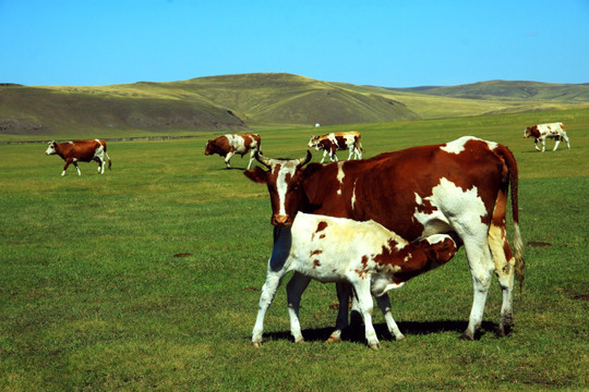 草原上吃奶的牛