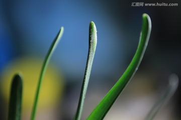 水仙枝叶