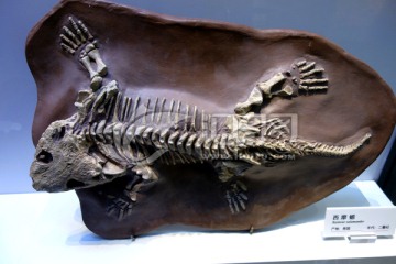 化石 西摩螈  二叠纪