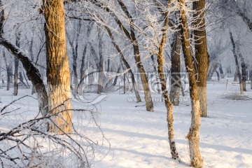 冬雪