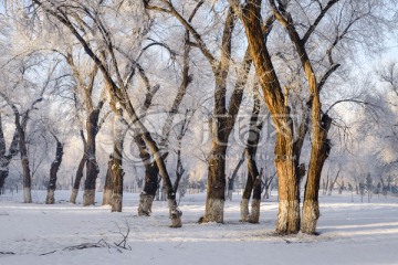 冬雪