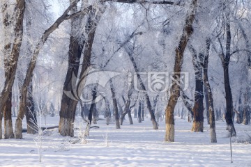 冬雪