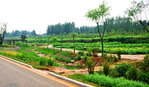 荷花园  公园风景 旅游景区