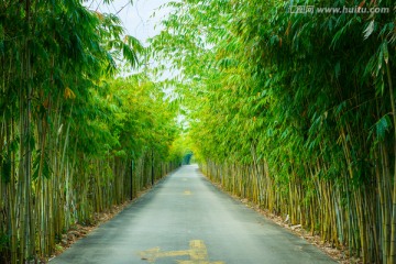 竹林小路