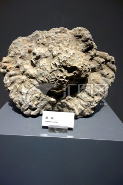 化石 珊瑚