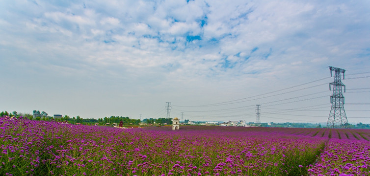 马鞭草