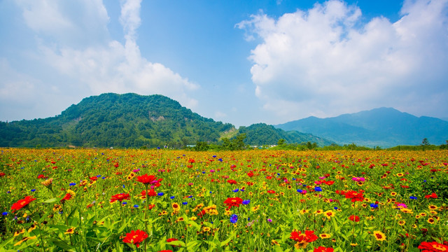 彭州花海