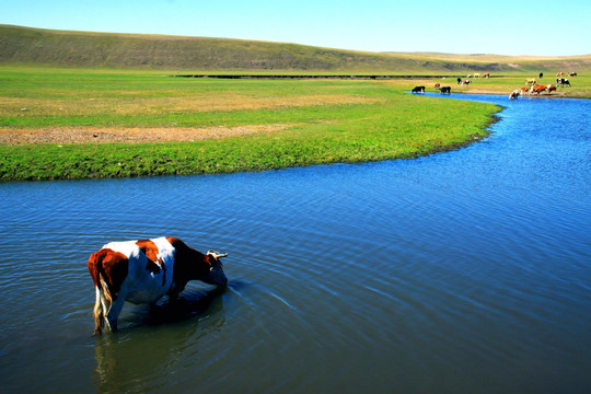 夏季草原河流牛