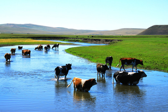 夏季草原牧场河流牛群