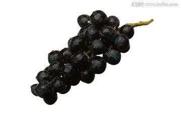 水果素材绿色食品黑葡萄