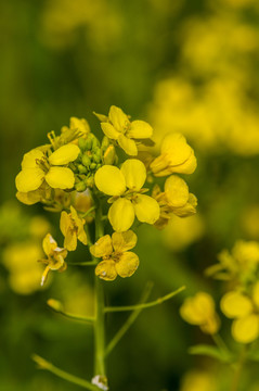 油菜花