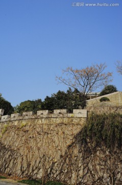 城墙 枯树 爬山虎