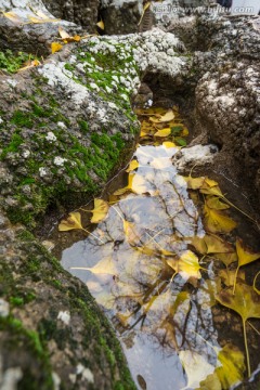 瘦西湖小金山小景