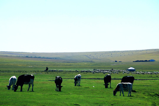 草原牧场牛群蒙古包