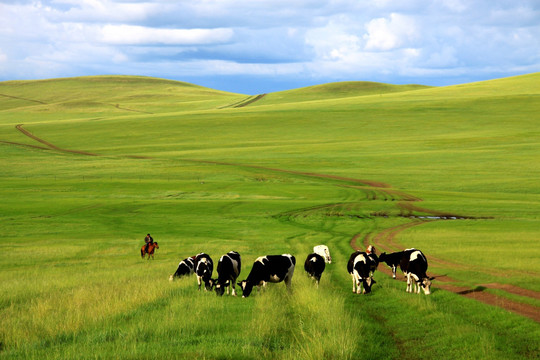 夏季呼伦贝尔草原牧牛