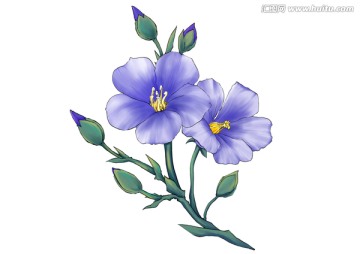 亚麻花素材