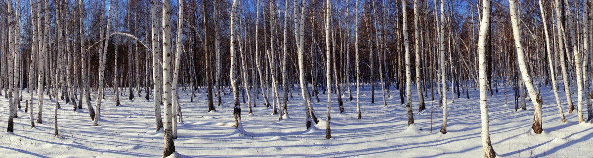 雪原白桦林