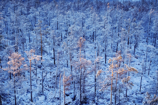 雪林夕照