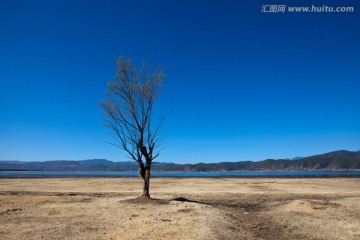 蓝天下的一棵树
