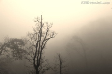树林 雾景