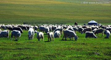 夏季草原羊群蒙古包