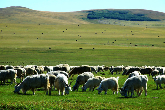 夏季草原上的羊群