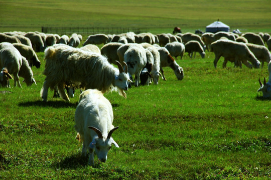 夏季草原牧场羊群