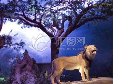 狮子 雄狮 非洲狮