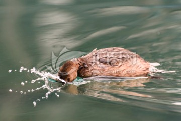 水面游荡的水鸟