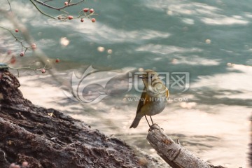 水边树桩上的小鸟