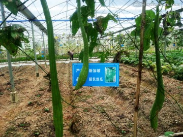 超长丝瓜 新加坡蔬菜 植物花草
