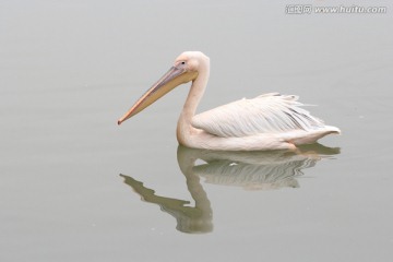 鹈鹕