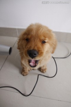 金毛犬