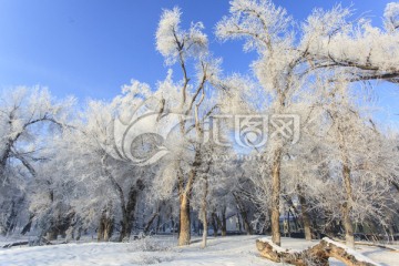 雪景