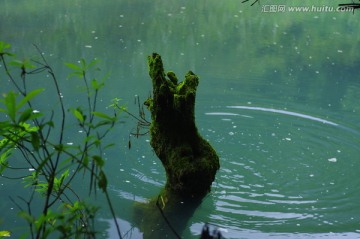 树桩 湖水