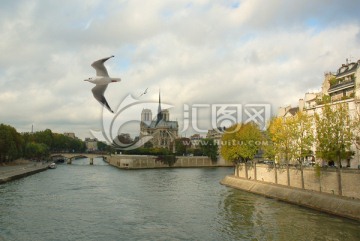巴黎圣母院和塞纳河上的海鸥
