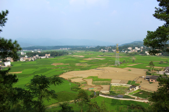 田野